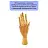 Манекен художественный "рука" Гамма "Студия", женская левая, деревянный, 25см Фото 1